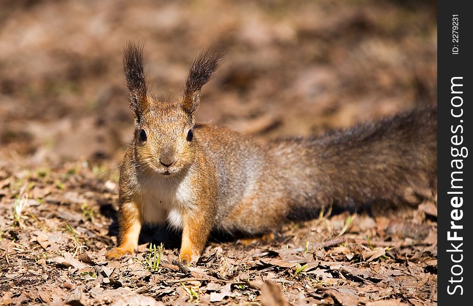 Portrait of a squirrel close up