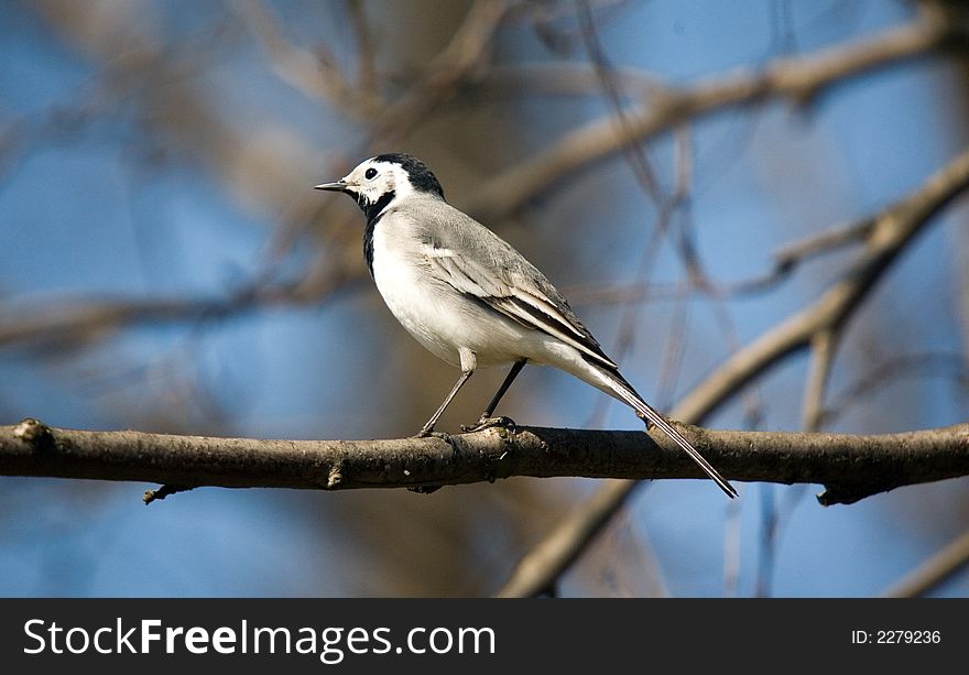 Wagtail on a branch of a tree