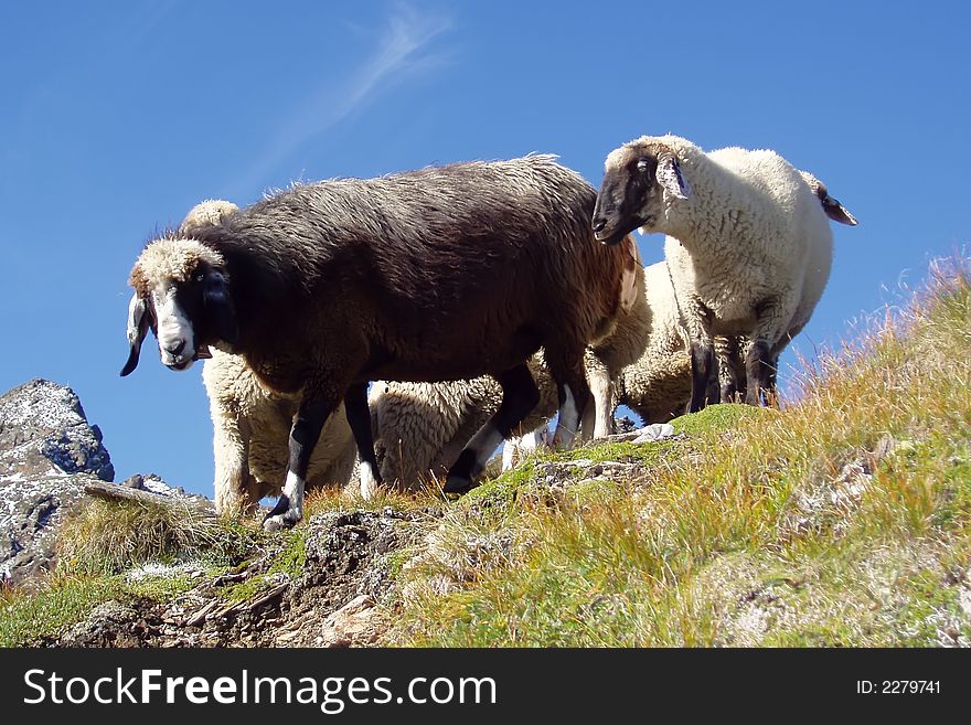 Sheep on a mountain meadow. Sheep on a mountain meadow