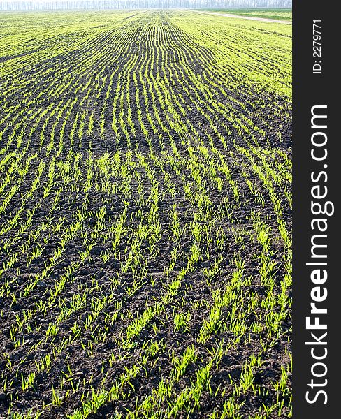 Growing young wheat on the spring field. Growing young wheat on the spring field