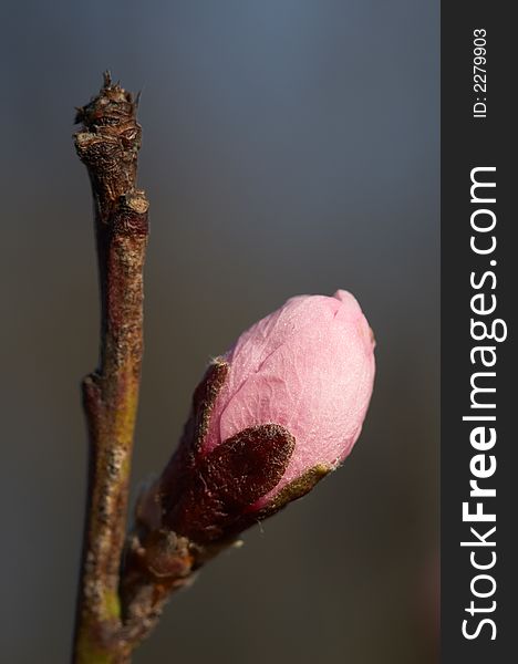 Rose bud on the tree twig at spring. Rose bud on the tree twig at spring