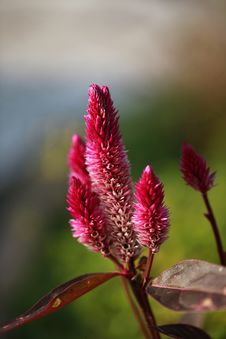 Celosia Bud Royalty Free Stock Photos Celosia Bud Royalty Free Stock Photos