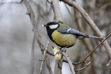 Great Tit, Parus Major Royalty Free Stock Image