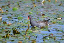 Common Moorhen, Gallinula Chloropus Stock Image