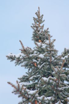 High Spruce Branch Binding Elastic Snow Stock Photography High Spruce Branch Binding Elastic Snow Stock Photography