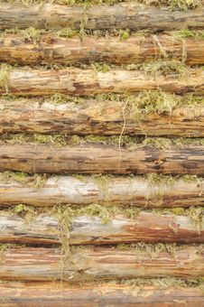Wall Of Wood Logs Chinked With Moss Stock Photo Wall Of Wood Logs Chinked With Moss Stock Photo