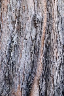 Surface Of  Pine Tree Stock Image