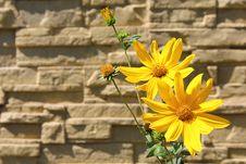 Yellow Flowers In Front Of A Wall Royalty Free Stock Photo