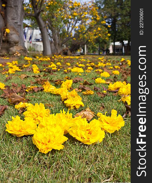 Yellow flowers that fell on the grass nicely. Yellow flowers that fell on the grass nicely.