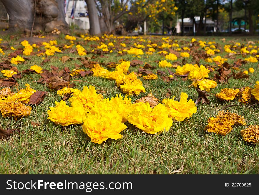 Yellow flowers that fell on the grass nicely. Yellow flowers that fell on the grass nicely.