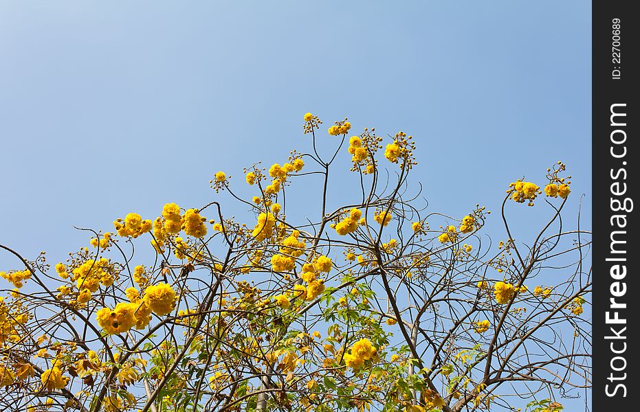 Yellow flowers atop the branches of its look through the sky. Yellow flowers atop the branches of its look through the sky.