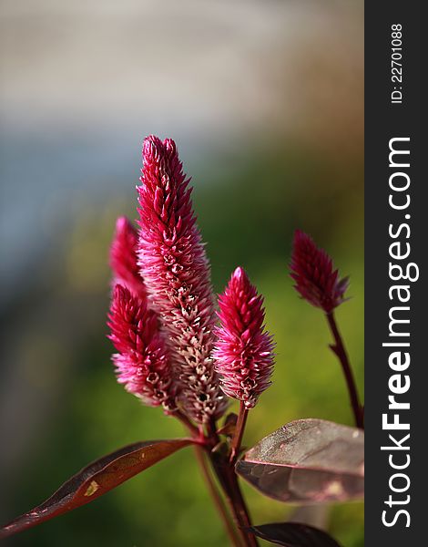 Celosia Bud