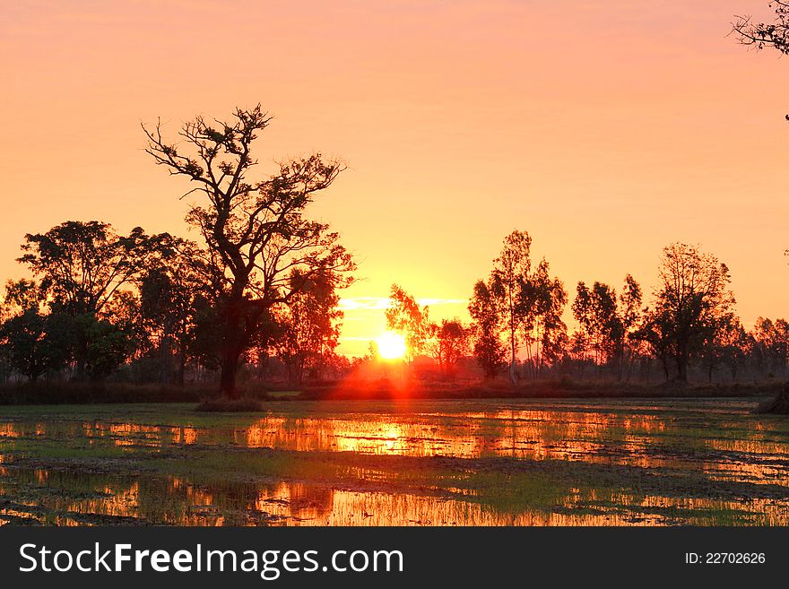 paddy field at sunset.