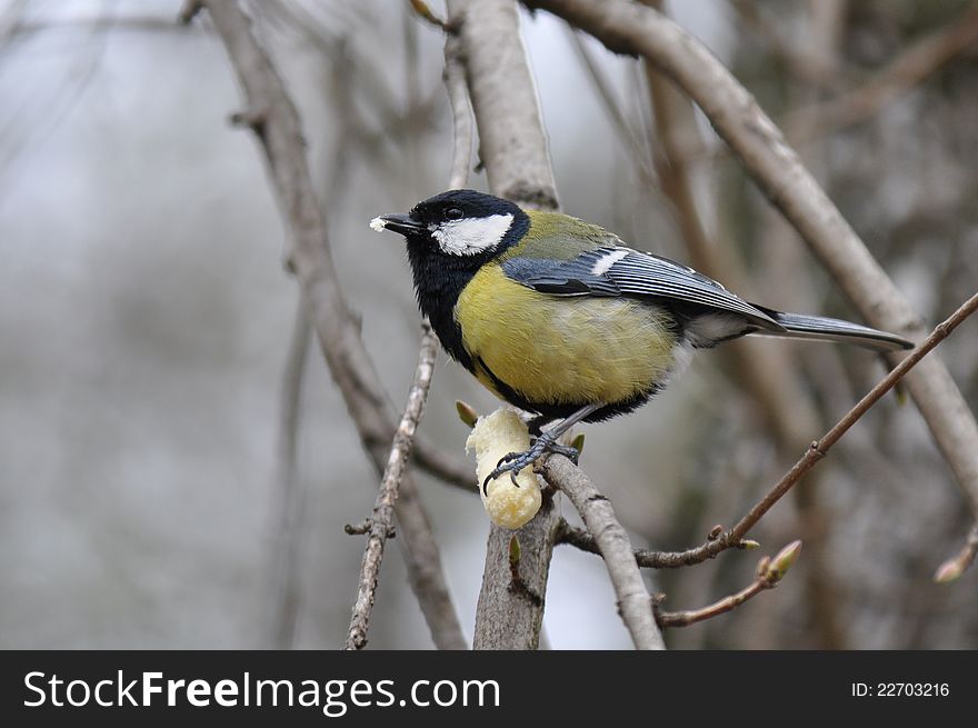 Great tit, Parus major