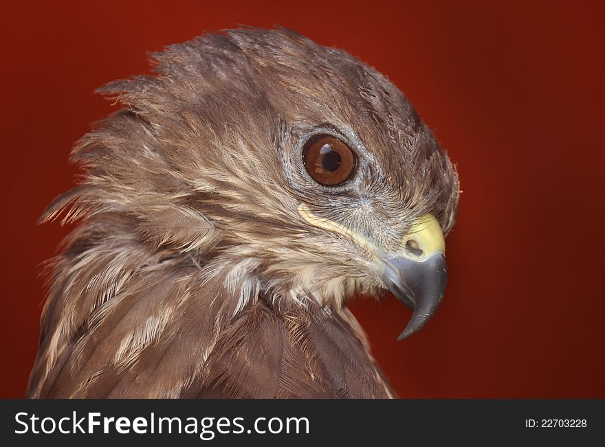 Raptor bird with red background. Raptor bird with red background