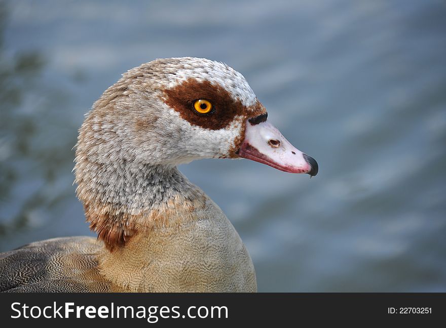 Egyptian goose water fowl bird. Egyptian goose water fowl bird
