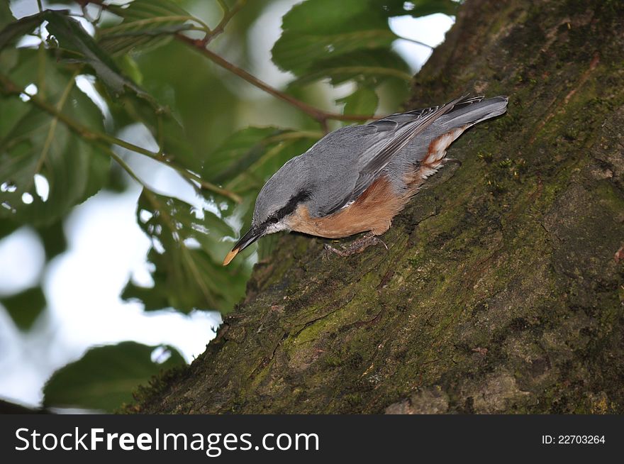 Nuthatch hiding seeds for winter. Nuthatch hiding seeds for winter