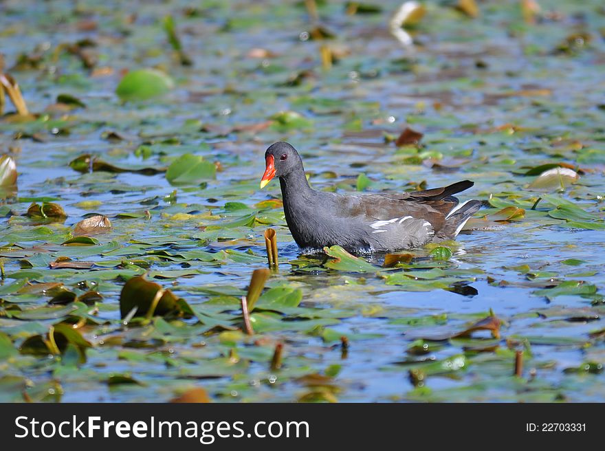 Common Moorhen searching for food. Common Moorhen searching for food