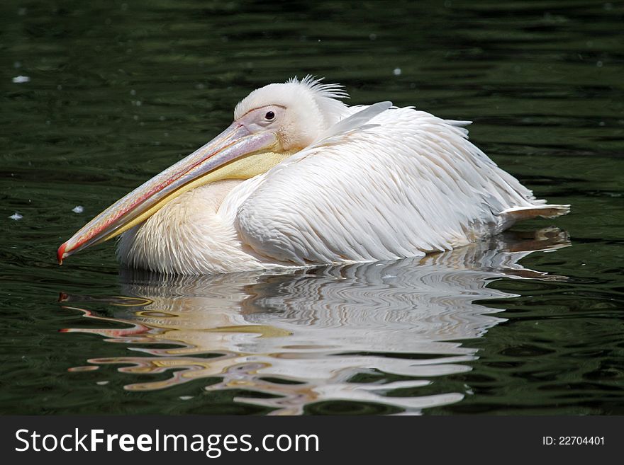 Swimming in water white pelican