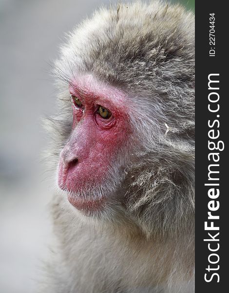 Portrait of the old macaque
