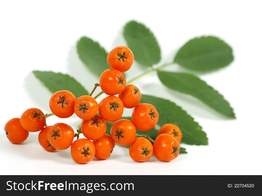 Fruits and the leaf of the rowan on the white background