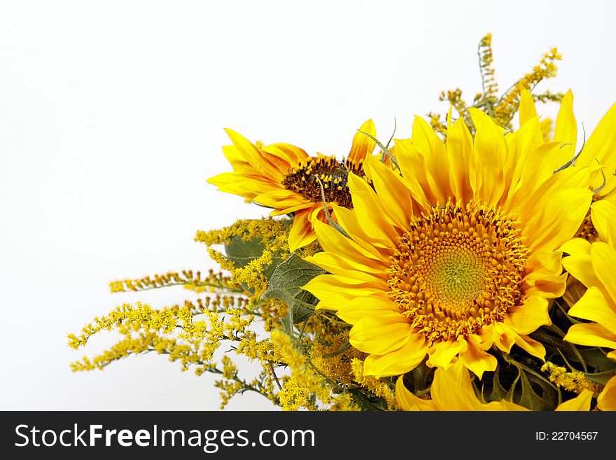 Bunch of sunflowers on the withe background