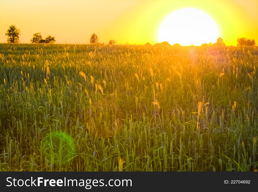 Bright Sunset Over Green Field.