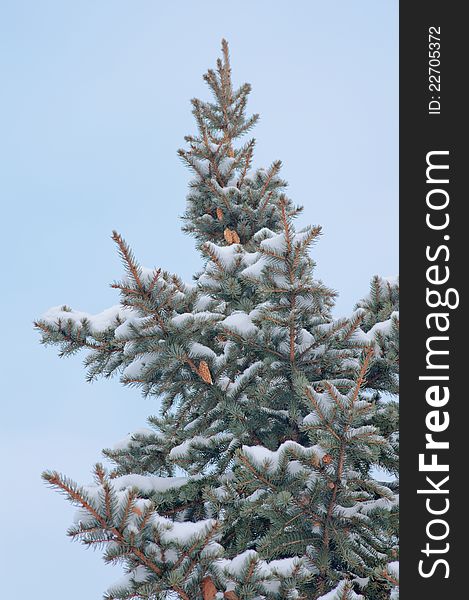 High spruce growing in the Park. Branches with lumps are covered in snow. High spruce growing in the Park. Branches with lumps are covered in snow.