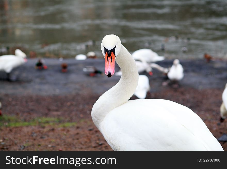 Portrait of wild white swan outdoors. Portrait of wild white swan outdoors