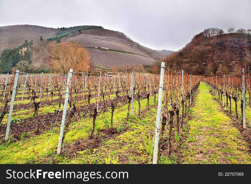 Vineyard in mountains in Germany before the rain. Vineyard in mountains in Germany before the rain