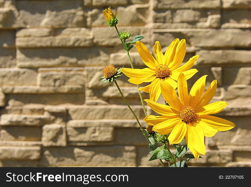 A closeup shot of yellow daisy flowers in front of a wall. A closeup shot of yellow daisy flowers in front of a wall