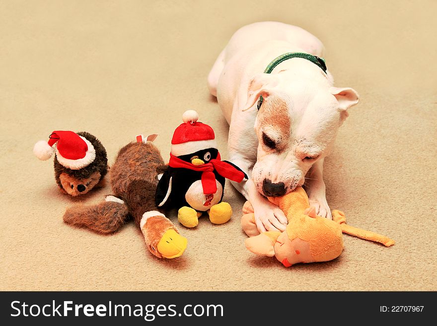 A dog enjoying (eating) her Christmas Presents as they look on. A dog enjoying (eating) her Christmas Presents as they look on