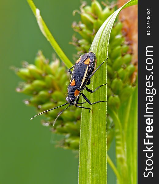 Colourful capsid bug on grass. Colourful capsid bug on grass.