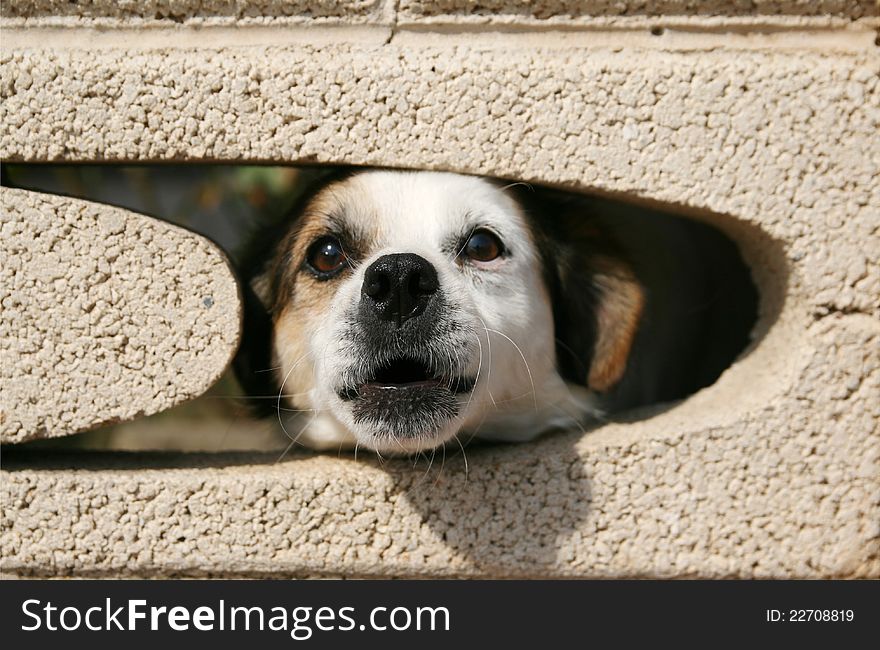 Sweet dog exits the fence