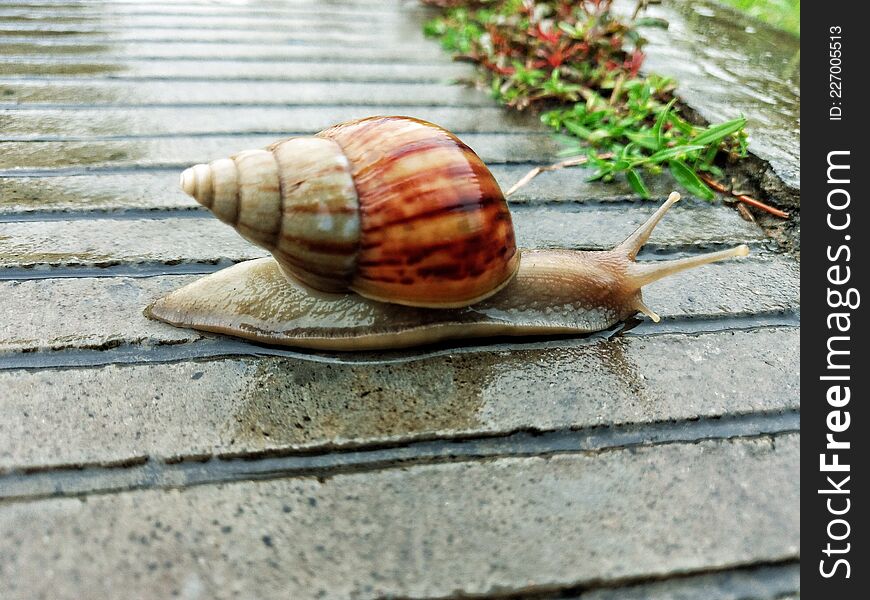 snail walking on the sidewalk after the rain. snail walking on the sidewalk after the rain