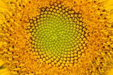 Middle Of Sunflower Close-Up Royalty Free Stock Images Middle Of Sunflower Close-Up Royalty Free Stock Images