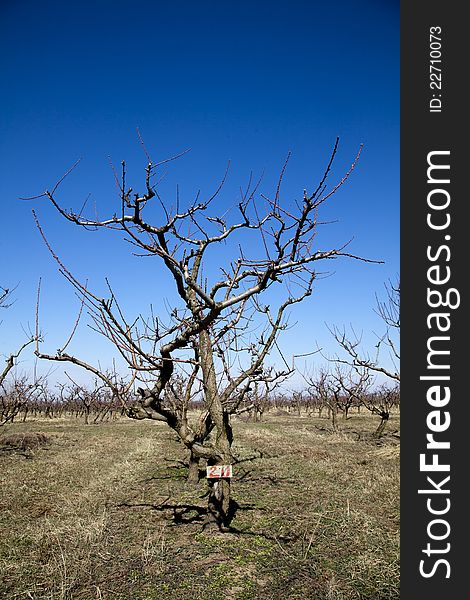 Apple tree in autumn without leaves with blue sky. Apple tree in autumn without leaves with blue sky