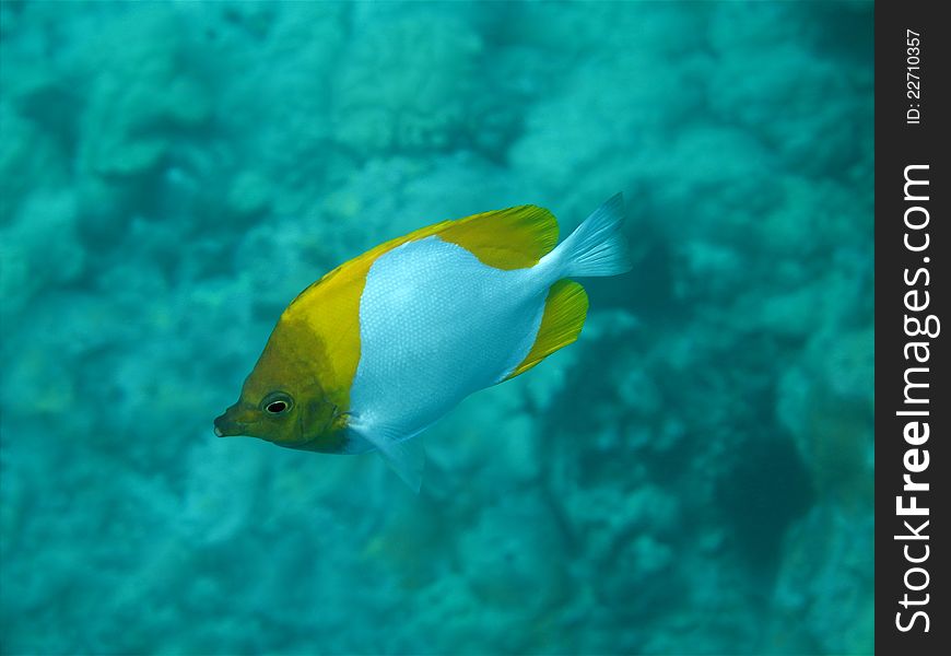 Pyramid Butterflyfish