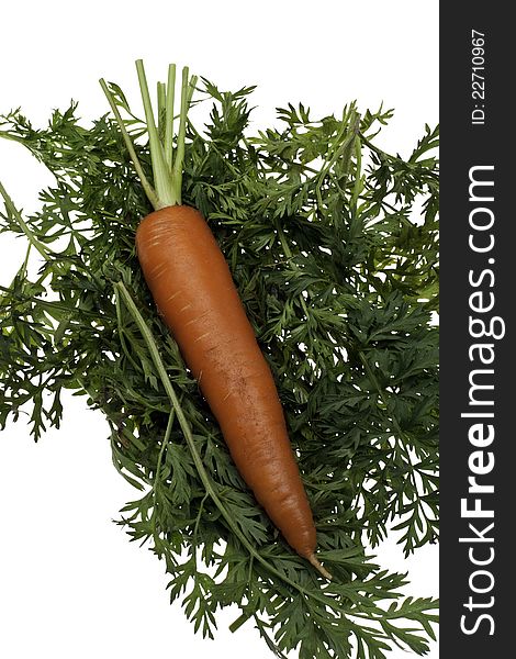 An organic carrot laying vertical on a bed of greens. An organic carrot laying vertical on a bed of greens