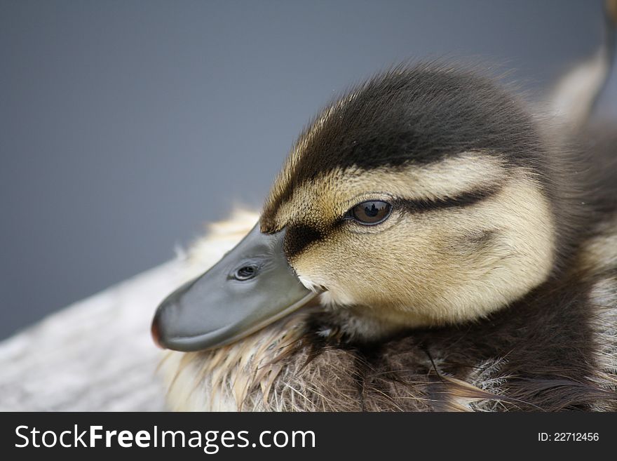 Face of a baby duck with sharp details