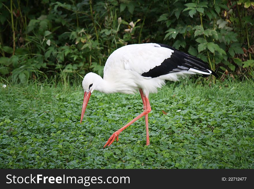 Colorful stork in the nature with green background