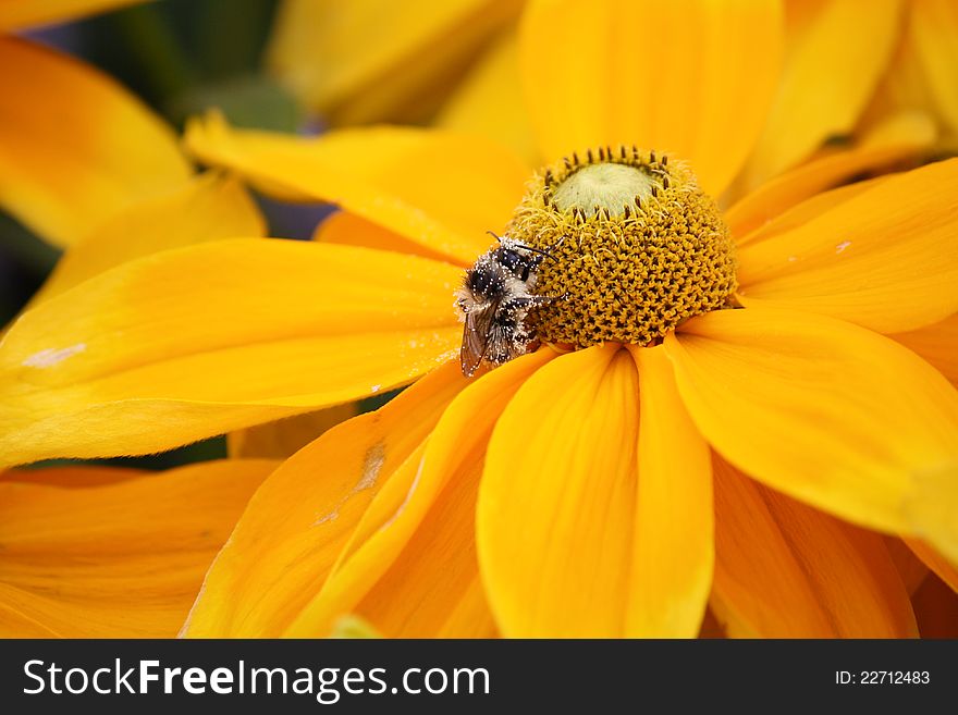 Beautiful Bee on yellow flower in the nature