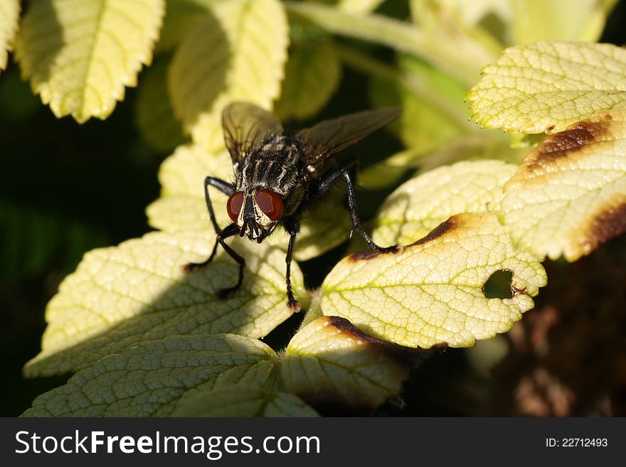 Closeup shoot of a fly in the nature