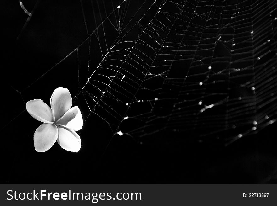 White flower stuck in spider net