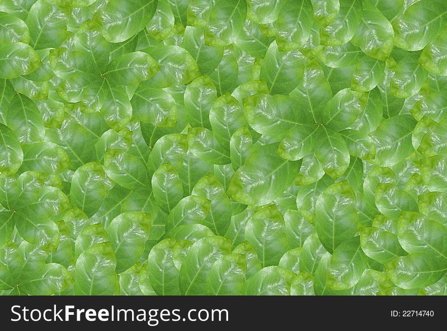 Green leaves over abstract background. Green leaves over abstract background