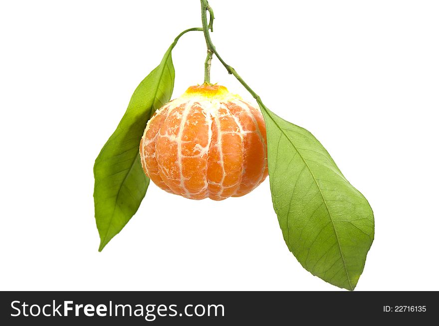 In Leafy Peeled Tangerine