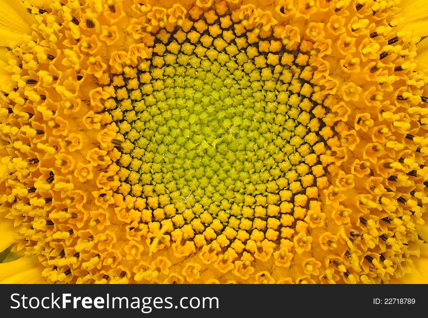 A close-up shot of the middle of a sunflower. A close-up shot of the middle of a sunflower