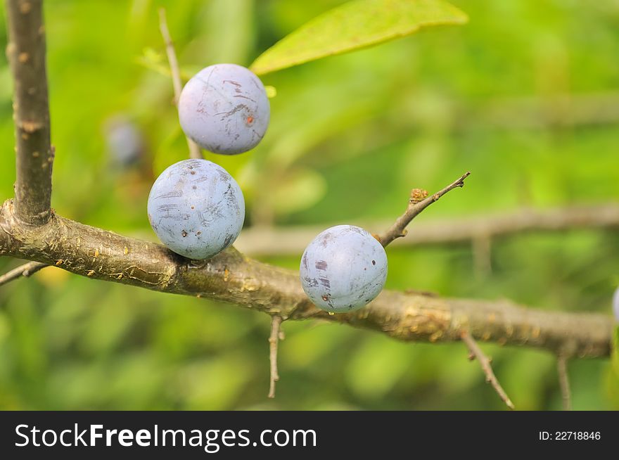 Blueberries Growing on Shrub