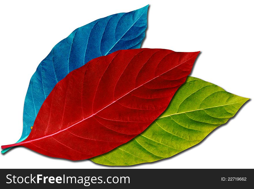 Creative Design of Colorful Leaf for Decoration