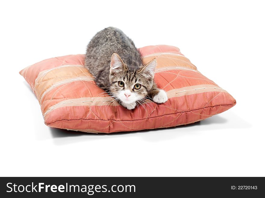 Small, gray kitten sleep on the red pillow. Small, gray kitten sleep on the red pillow